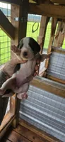 Standard Female #2, a female Beagle for sale in Jamesville, NC – 2 of 10