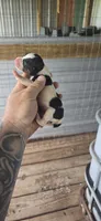 Litter two Male #2, a male Beagle for sale in Jamesville, NC – 5 of 8