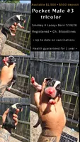Litter 2 Pocket Male#3, a male Beagle for sale in Jamesville, NC – 10 of 10