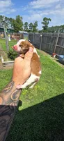 Litter 1 Pocket Male#3, a male Beagle for sale in Jamesville, NC – 3 of 9