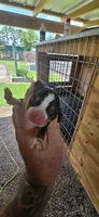 Pocket Male#2, a male Beagle for sale in Jamesville, NC – 6 of 10