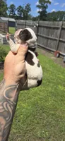 Ch. Show bloodline Pocket female #2, a female Beagle for sale in Jamesville, NC – 5 of 10