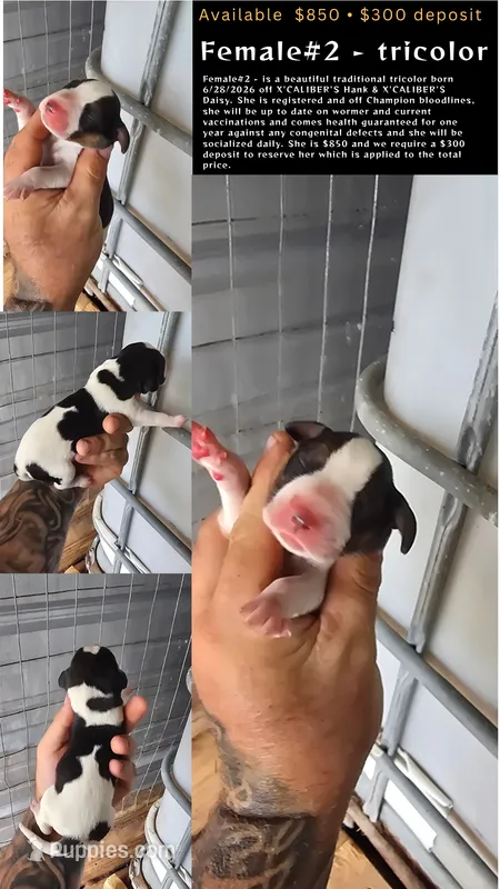 Female #2 – Beagle puppy for sale in Jamesville, NC