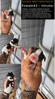 Female #2, a female Beagle for sale in Jamesville, NC – 1 of 9