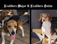 Litter two Male #2, a male Beagle for sale in Jamesville, NC – 3 of 8