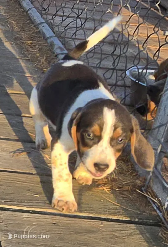 Blue Male pocket – Beagle puppy for sale in Jamesville, NC
