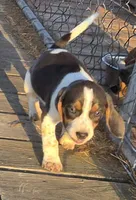 Blue Male pocket, a male Beagle for sale in Jamesville, NC – 1 of 9