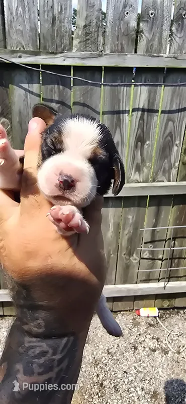 Litter two Pocket Male #5 – Beagle puppy for sale in Jamesville, NC