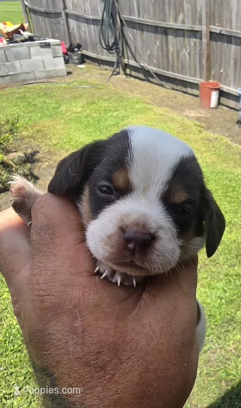 Ch. Show bloodline Pocket female #2 – Beagle puppy for sale in Jamesville, NC