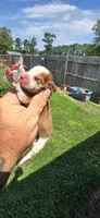 Litter 1 Pocket Male#3, a male Beagle for sale in Jamesville, NC – 8 of 9
