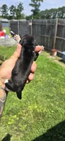 Litter 1 Pocket Female #2, a female Beagle for sale in Jamesville, NC – 5 of 9