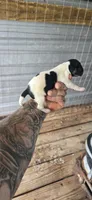 Litter two Male #3, a male Beagle for sale in Jamesville, NC – 7 of 8
