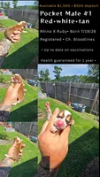 Litter 1 Pocket Male#1, a male Beagle for sale in Jamesville, NC – 8 of 9