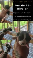 Standard Female#1, a female Beagle for sale in Jamesville, NC – 8 of 10