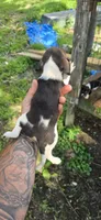 Female #3, a female Beagle for sale in Jamesville, NC – 8 of 8