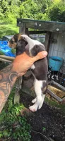 Female #3, a female Beagle for sale in Jamesville, NC – 2 of 8