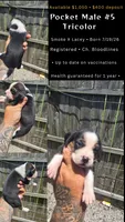 Litter two Ch. Bloodline Pocket beagle Male #5, a male Beagle for sale in Jamesville, NC – 10 of 10
