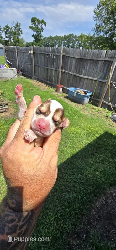 Litter 1 Pocket Male#1 – Beagle puppy for sale in Jamesville, NC