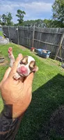 Litter 1 Pocket Male#1, a male Beagle for sale in Jamesville, NC – 1 of 9