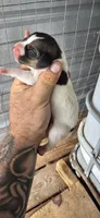 Male #1, a male Beagle for sale in Jamesville, NC – 4 of 9