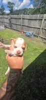Ch. Show bloodline Pocket female #1, a female Beagle for sale in Jamesville, NC – 6 of 10