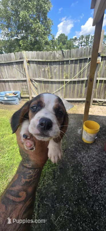 Litter two Ch. Show Bloodline Pocket beagle Male #5 – Beagle puppy for sale in Jamesville, NC
