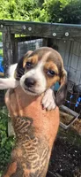 Male#1, a female Beagle for sale in Jamesville, NC – 5 of 7