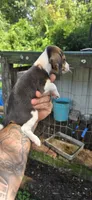 Male#1, a female Beagle for sale in Jamesville, NC – 4 of 7
