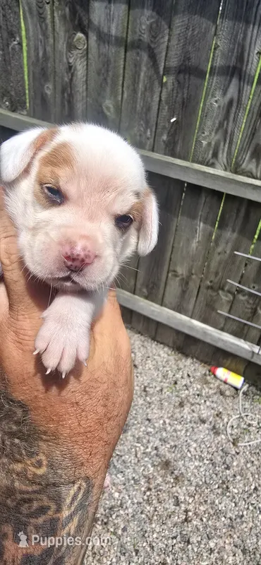 Litter 2 Pocket Male#2 – Beagle puppy for sale in Jamesville, NC
