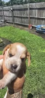 Litter 1 Ch. Bloodline Pocket beagle Male#2, a male Beagle for sale in Jamesville, NC – 6 of 10