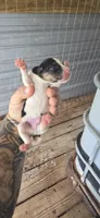 Litter two Male #3, a male Beagle for sale in Jamesville, NC – 3 of 8