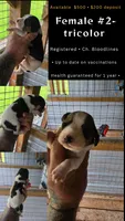Standard Female #2, a female Beagle for sale in Jamesville, NC – 8 of 10
