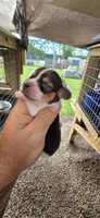 Ch. Bloodline pocket Female #2, a female Beagle for sale in Jamesville, NC – Photo 4 of 10