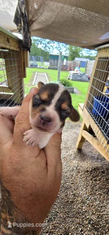 Ch. Bloodline pocket Female #2