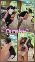 Ch. Bloodline pocket Female #2, a female Beagle for sale in Jamesville, NC – Photo 10 of 10