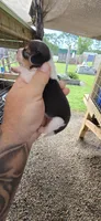 Ch. Bloodline pocket Female #2, a female Beagle for sale in Jamesville, NC – Photo 3 of 10