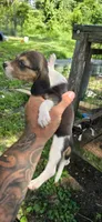Female #3, a female Beagle for sale in Jamesville, NC – 4 of 8
