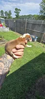 Litter 1 Pocket Male#1, a male Beagle for sale in Jamesville, NC – 5 of 9