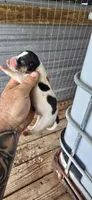 Litter two Male #3, a male Beagle for sale in Jamesville, NC – 6 of 8
