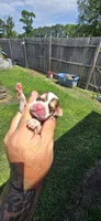 Litter 1 Pocket Male#1, a male Beagle for sale in Jamesville, NC – 6 of 9