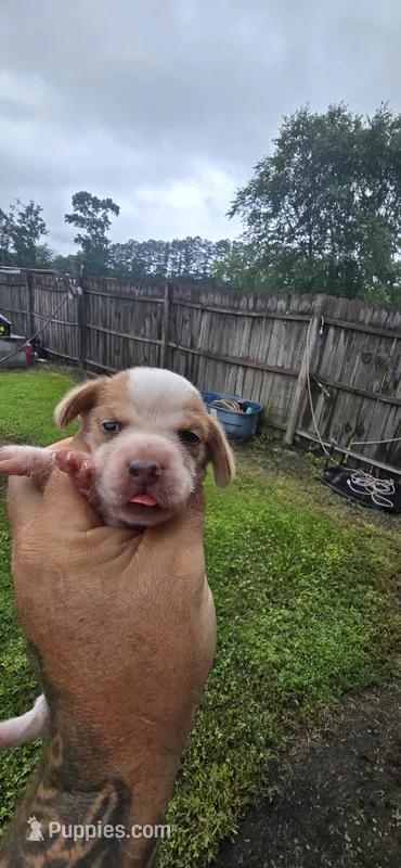 Litter 2 Pocket Male#2 – Beagle puppy for sale in Jamesville, NC