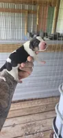 Litter two Male #1, a male Beagle for sale in Jamesville, NC – 4 of 9