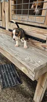  Ch. Show Bloodline Pocket beagle Male #1, a male Beagle for sale in Jamesville, NC – 6 of 9