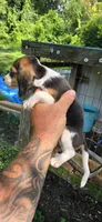 Male#1, a female Beagle for sale in Jamesville, NC – 6 of 7