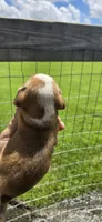 Litter 1 Ch. Bloodline Pocket beagle Male#1, a male Beagle for sale in Jamesville, NC – 3 of 10