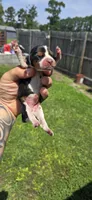 Litter 1 Pocket Female #2, a female Beagle for sale in Jamesville, NC – 4 of 9