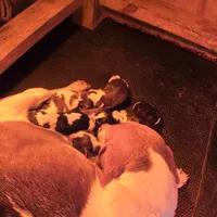 AKC Champion Bloodline pocket, a male Beagle for sale in Jamesville, NC – Photo 3 of 9