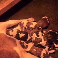 AKC Champion Bloodline pocket, a male Beagle for sale in Jamesville, NC – Photo 8 of 9