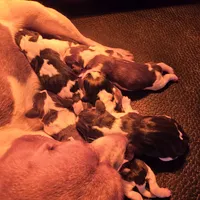 AKC Champion Bloodline pocket, a male Beagle for sale in Jamesville, NC – Photo 7 of 9