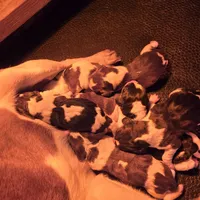 AKC Champion Bloodline pocket, a male Beagle for sale in Jamesville, NC – Photo 9 of 9